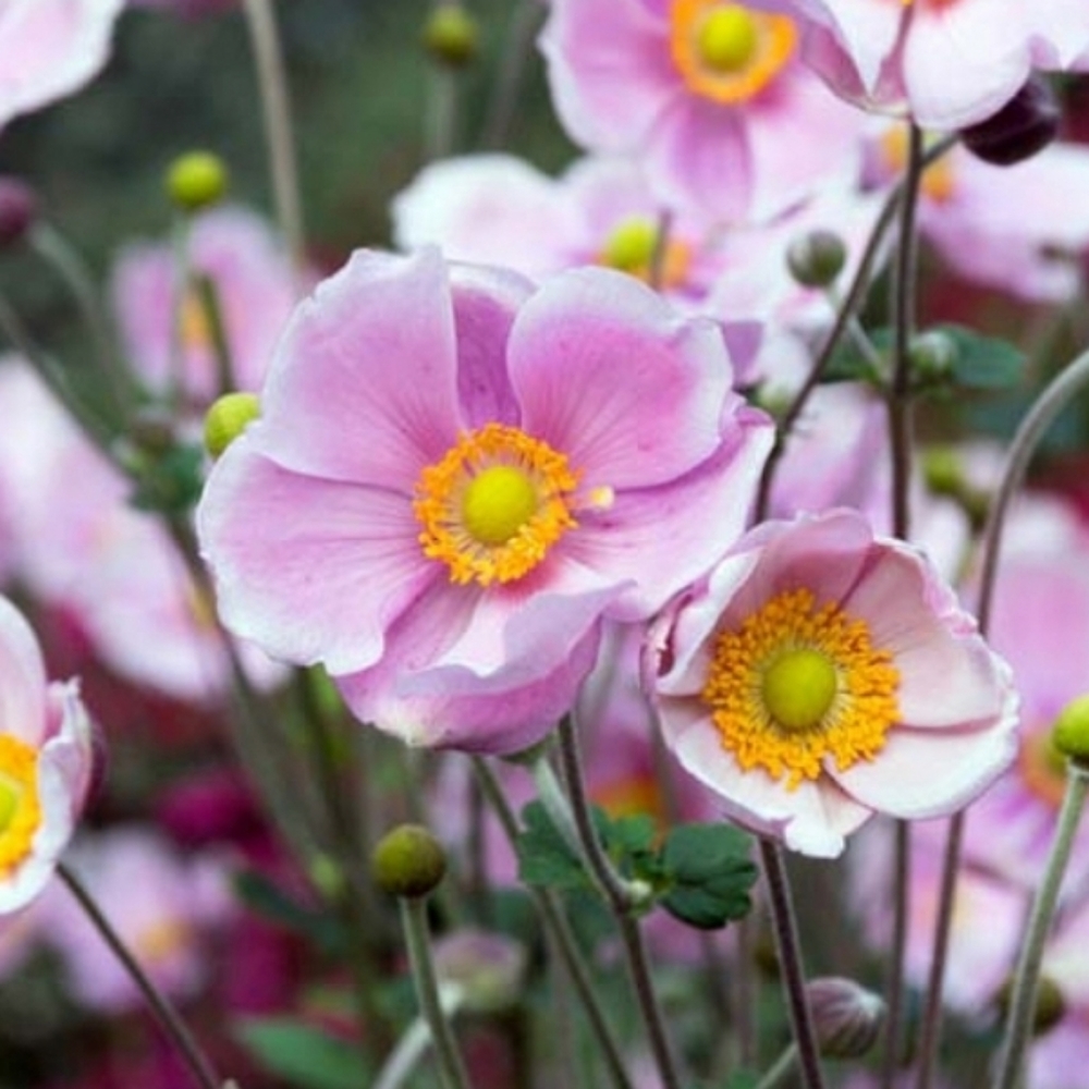 Japanese Anemone 4 plants for $40 - Picture 3 of 3